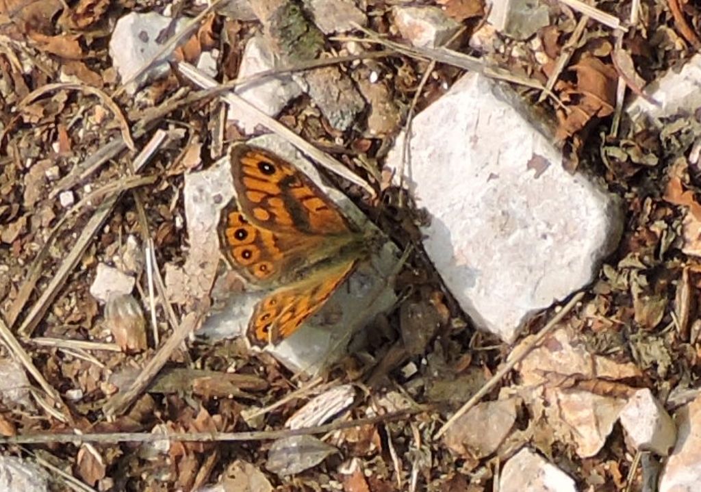 Richiesta id - Lasiommata megera